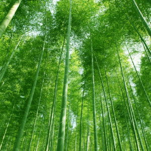 nor aisyah profile icon