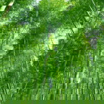 nor aisyah profile icon