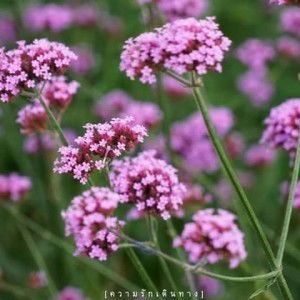 May Nitinut profile icon