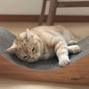 Dao Thi Huyen Trang profile icon