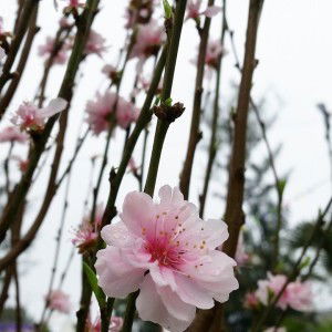 Tesa Noviana profile icon