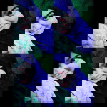 Nraina Bukhari profile icon