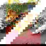 Dian Pertiwi profile icon