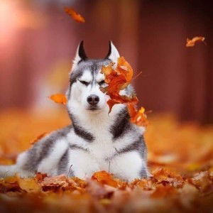 Nguyễn Xoan profile icon