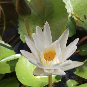 Vicky Vey profile icon