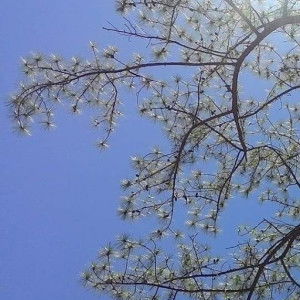 Reivs Vargas profile icon