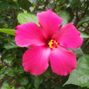 Intanhut profile icon