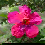 Intanhut profile icon