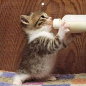 adya mecca profile icon