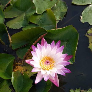 กันยกร เผ่าพันธ์ profile icon