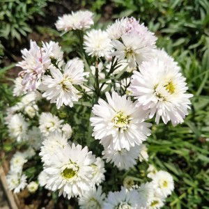 Annisa Nur Tsabitha profile icon