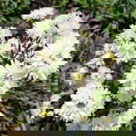 Annisa Nur Tsabitha profile icon