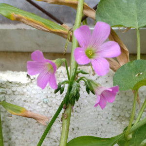 Resa Yuli profile icon