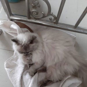 Pongpat Judjud profile icon