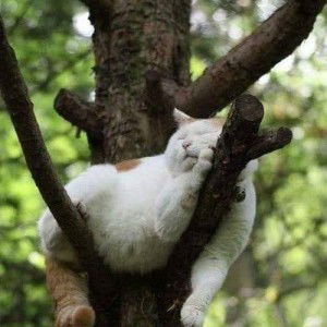 Azilah Kamsan profile icon