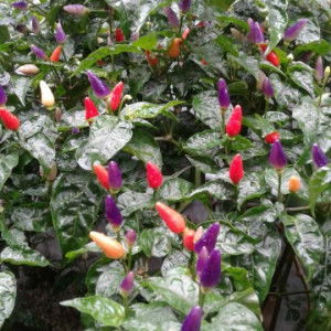 Emak super profile icon