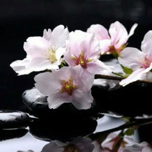 Veny Indriana profile icon