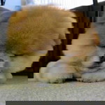 Paweena Maneenuan profile icon