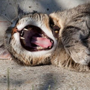 Luck Oreza profile icon