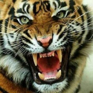 Bocah Bangoer profile icon