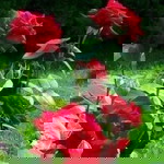 ธรรมดา ธรรมชาติ profile icon