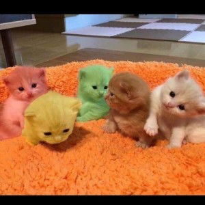 Zulfa Amaliya profile icon