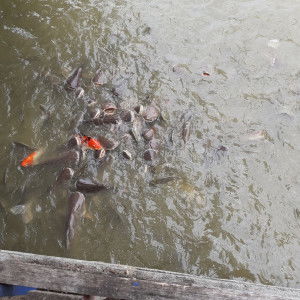 ying_yy profile icon