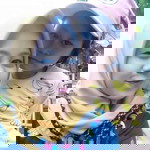 Dhety Puspitasarri profile icon