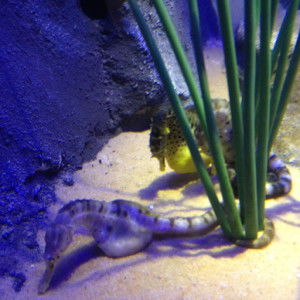 hamba allah profile icon