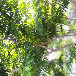 Ikand kecil profile icon