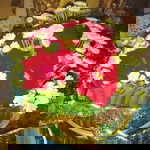 Kaklong Safura profile icon