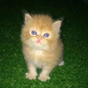 Kamollak profile icon