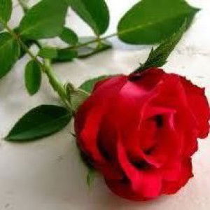 Erlinda Noviantika Ardila profile icon