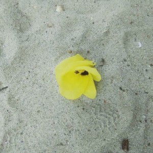 Cici Autia profile icon