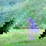 Ani Melani profile icon