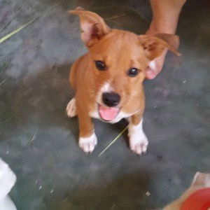 Bigornia Tosing Analiza profile icon