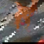 Bigornia Tosing Analiza profile icon