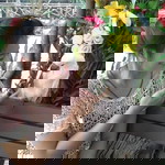 Meaw-Meaw BigCat profile icon