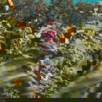 Lalalalalaz profile icon