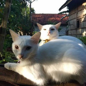 Lailatur Rachmawati profile icon