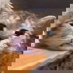 Gambum Chutikan profile icon