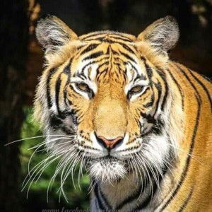 ออ' นิว profile icon