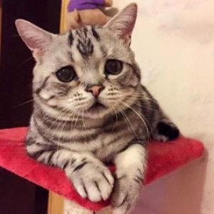 Cik Bunga profile icon