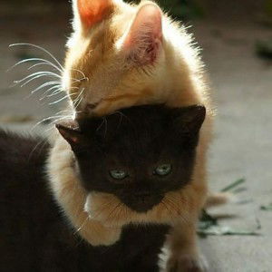 Sisifafa profile icon