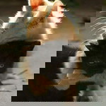 Sisifafa profile icon