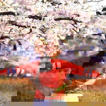 Joucey Cabaltera Ortega profile icon