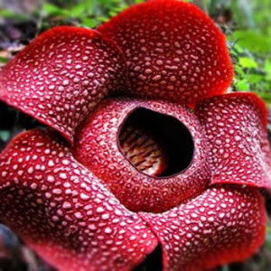 siti aisyah profile icon