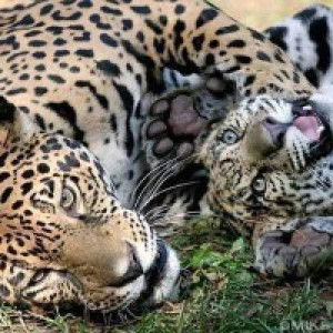 Mrs Yaya profile icon