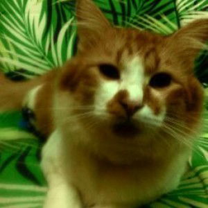 Nurul Iftifah Dolah Omar profile icon