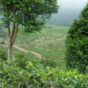 dina lestari profile icon